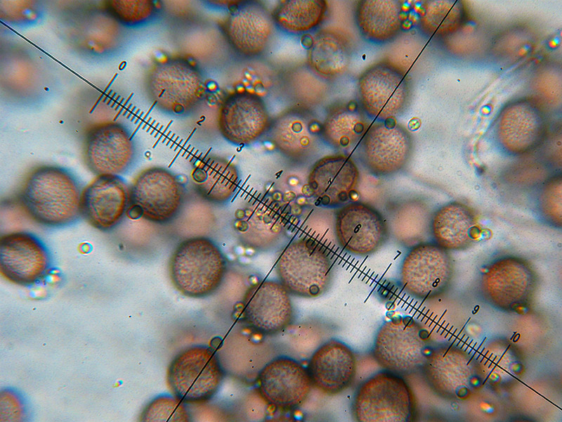 Diderma crustaceum